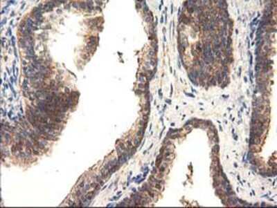 Immunohistochemistry-Paraffin: TFG Antibody (OTI2C3) [NBP2-01438]