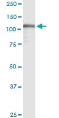 Western Blot: TFII-I Antibody (3E2) [H00002969-M01]