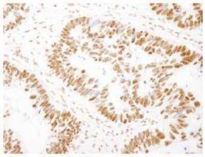 Immunohistochemistry-Paraffin: TFII-I Antibody [NB100-61054]