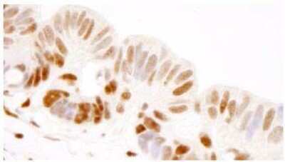 Immunohistochemistry-Paraffin: TFII-I Antibody [NB100-61054]