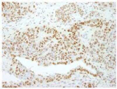 Immunohistochemistry-Paraffin: TFII-I Antibody [NB100-61054]
