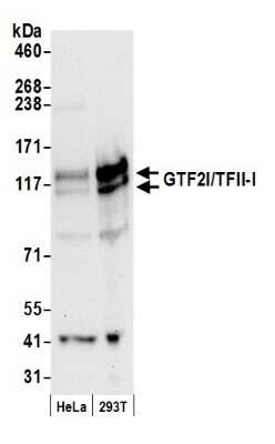 Western Blot: TFII-I Antibody [NB500-157]