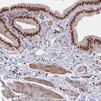 Immunohistochemistry-Paraffin: TFIIB Antibody [NBP2-34143]