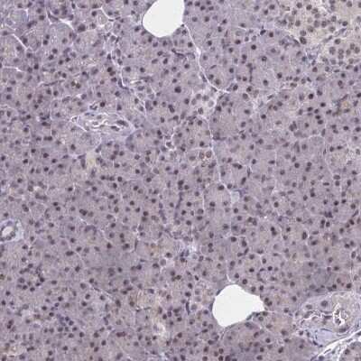 Immunohistochemistry-Paraffin: TFIIB Antibody [NBP2-34143]