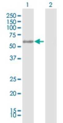 Western Blot: TFIIE-alpha Antibody [H00002960-D01P]