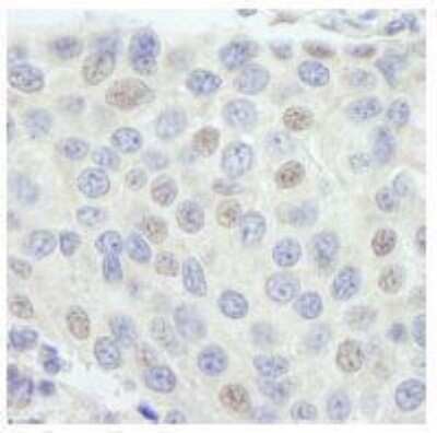 Immunohistochemistry-Paraffin: TFIIIC Antibody [NB100-60656]