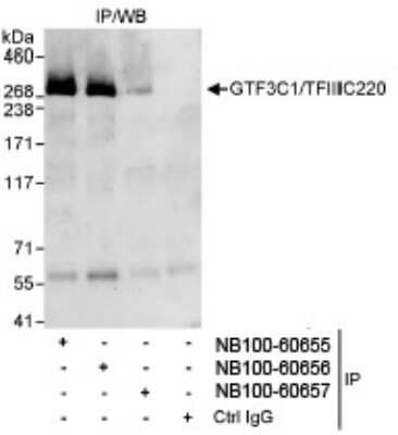Immunoprecipitation: TFIIIC Antibody [NB100-60656]