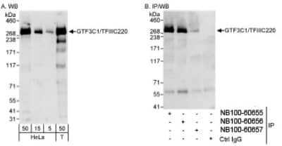 Western Blot: TFIIIC Antibody [NB100-60657]