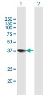 Western Blot: TFIIS Antibody [H00006919-B01P]