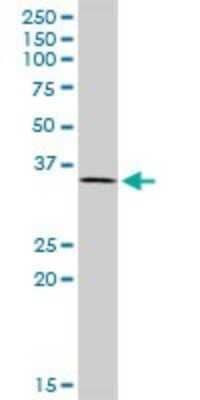 Western Blot: TFIIS Antibody [H00006919-B02P]