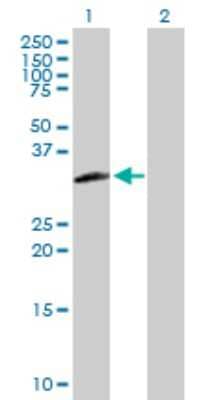 Western Blot: TFIIS Antibody [H00006919-B02P]