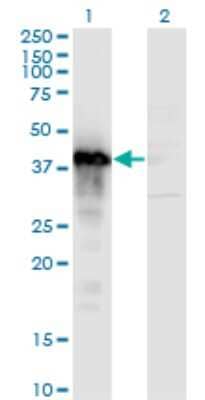 Western Blot: TFIISH Antibody (2C9) [H00006920-M06]