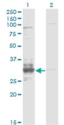 Western Blot: TFPI-2 Antibody (3E8) [H00007980-M01]