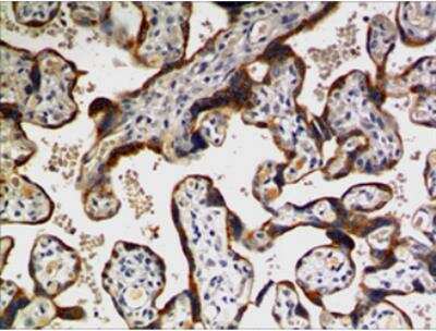 Immunohistochemistry-Paraffin: TFPI-2 Antibody (MM0564-9F6) - Azide and BSA Free [NBP2-11918]