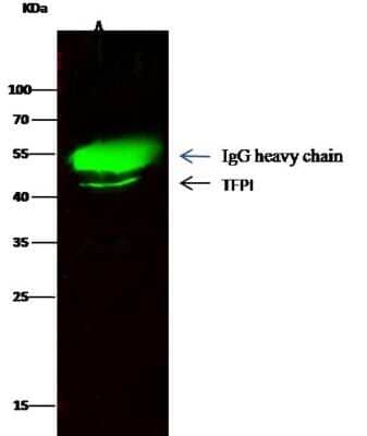 Immunoprecipitation: TFPI Antibody (6) [NBP2-89569]