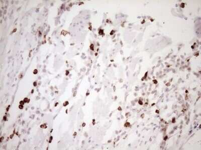 Immunohistochemistry: TFPI Antibody (OTI5H5) - Azide and BSA Free [NBP2-74493]