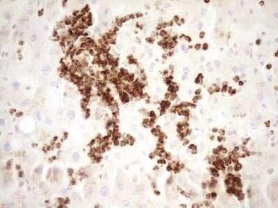 Immunohistochemistry: TFPI Antibody (OTI5H5) - Azide and BSA Free [NBP2-74493]