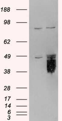 Western Blot: TFPI Antibody [NB100-786]