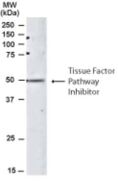 Western Blot: TFPI Antibody [NB100-786]