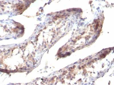 Immunohistochemistry-Paraffin: TGF-alpha Antibody (SPM357) - Azide and BSA Free [NBP3-08270]