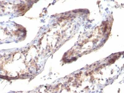 Immunohistochemistry-Paraffin: TGF-alpha Antibody (SPM357) [NBP3-07354]