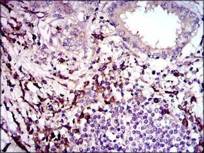 Immunohistochemistry-Paraffin: LAP (TGF-beta 1) Antibody (7F6) - BSA Free [NBP2-22114]