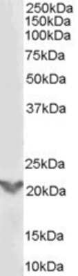 Western Blot: TGF beta induced factor 2 Antibody [NB600-803]