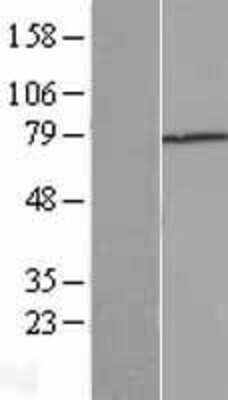 Western Blot: Beta Ig-h3/TGFBI Overexpression Lysate [NBL1-16855]