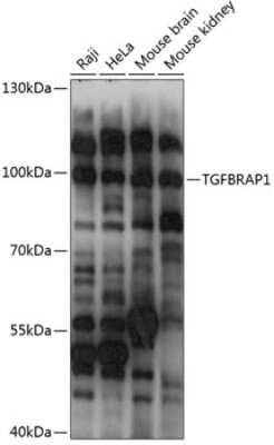 Western Blot: TGFBRAP1 AntibodyAzide and BSA Free [NBP2-93422]