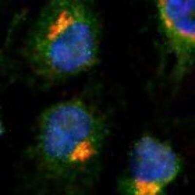 Immunocytochemistry/ Immunofluorescence: TGN38 Antibody (2F7.1) [NB300-575]