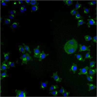 Immunocytochemistry/ Immunofluorescence: TGN38 Antibody (2F7.1) [NB300-575]