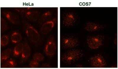 Immunocytochemistry/ Immunofluorescence: TGN38 Antibody (2F7.1) [NB300-575]