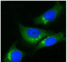 Immunocytochemistry/ Immunofluorescence: TGN38 Antibody [NBP1-03495]