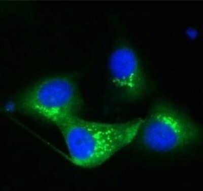 Immunocytochemistry/ Immunofluorescence: TGN38 Antibody [NBP1-03495]