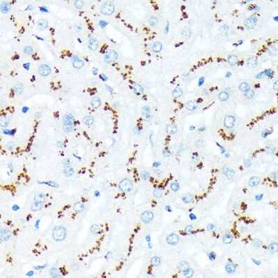 Immunohistochemistry-Paraffin: TGN46 Antibody (9G5X6) [NBP3-15817]