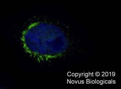 Immunocytochemistry/ Immunofluorescence: TGN46 Antibody - BSA Free [NBP1-49643]