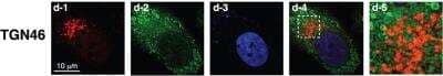 Immunocytochemistry/ Immunofluorescence: TGN46 Antibody - BSA Free [NBP1-49643]