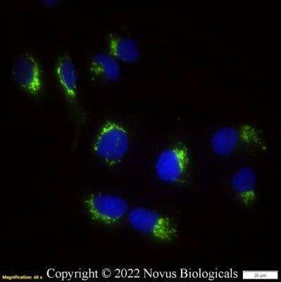 Immunocytochemistry/ Immunofluorescence: TGN46 Antibody - BSA Free [NBP1-49643]