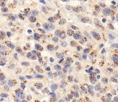 Immunohistochemistry: TGN46 Antibody - BSA Free [NBP1-49643]