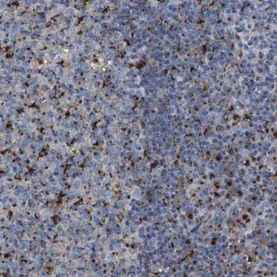 Immunohistochemistry-Paraffin: TGN46 Antibody [NBP1-86949]