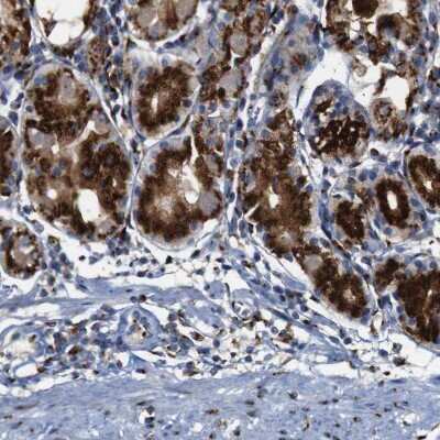 Immunohistochemistry-Paraffin: TGN46 Antibody [NBP1-86949]