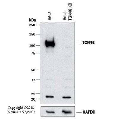 Knockout Validated: TGN46 Antibody - BSA Free [NBP1-49643]