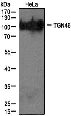 Western Blot: TGN46 AntibodyBSA Free [NBP1-49643]