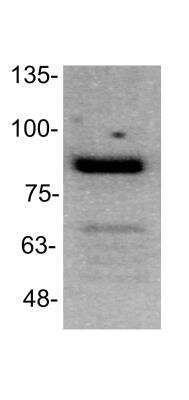 Western Blot: TGN46 Antibody [NBP1-86949]
