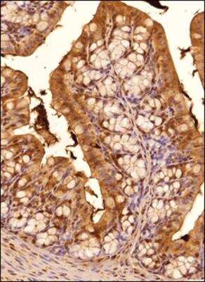 Immunohistochemistry-Paraffin: TGR5/GPBAR1 Antibody - BSA Free [NBP2-23669]