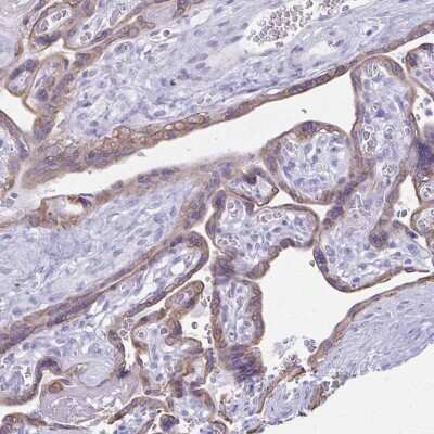 Immunohistochemistry-Paraffin: TGR5/GPBAR1 Antibody [NBP2-49376]