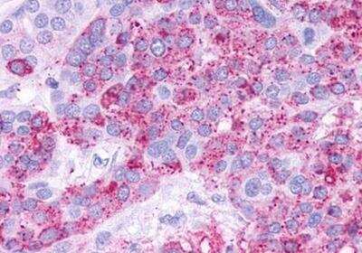 Immunohistochemistry-Paraffin: TGR5/GPBAR1 Antibody - BSA Free [NLS1937]