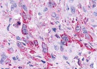 Immunohistochemistry-Paraffin: TGR5/GPBAR1 Antibody - BSA Free [NLS1937]