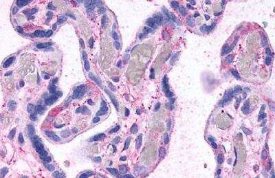 Immunohistochemistry-Paraffin: TGR5/GPBAR1 Antibody - BSA Free [NLS1937]