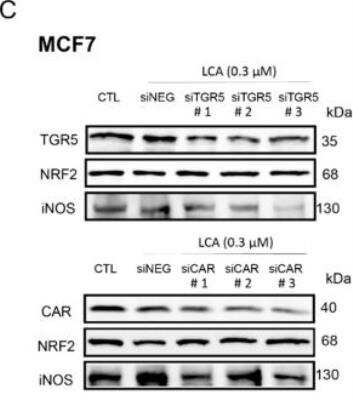 Knockdown Validated: TGR5/GPBAR1 Antibody - BSA Free [NBP2-23669]